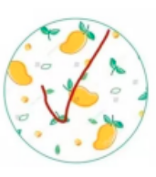 Y166(F) ชามบัว 6นิ้ว (48ใบ)