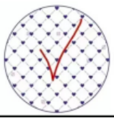 Y168(F) ชามบัว 6นิ้ว (48ใบ)